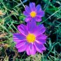 Big Blooming Purple Cosmos Flower 10 PCS Seeds