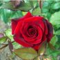 Big Blooming Red Green Rose Bush Flower 50 PCS Seeds
