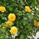 Big Blooming Yellow Turbine-like Climbing Rose 50 PCS Seeds Big Blooming Yellow Turbine-like Climbing Rose 50 PCS Seeds