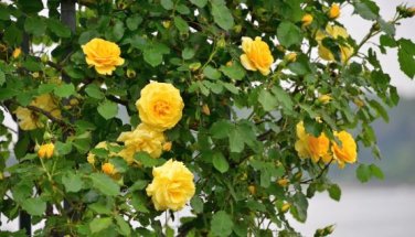 Big Blooming Yellow Turbine-like Climbing Rose 50 PCS Seeds
