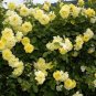 Big Blooming Yellow Turbine-like Climbing Rose 50 PCS Seeds