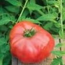 Big Brandy Hybrid Tomato 100 PCS Seeds