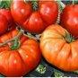 Big Brandy Hybrid Tomato 100 PCS Seeds