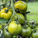 Big Green Tomato Organic 100 PCS Seeds