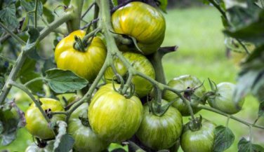 Big Green Tomato Organic 100 PCS Seeds