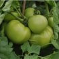 Big Green Tomato Organic 100 PCS Seeds
