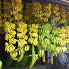 Big Hainan Yellow Banana 100 PCS Seeds Big Hainan Yellow Banana 100 PCS Seeds