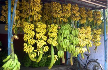 Big Hainan Yellow Banana 100 PCS Seeds