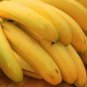 Big Hainan Yellow Banana 100 PCS Seeds