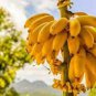 Big Hainan Yellow Banana 100 PCS Seeds