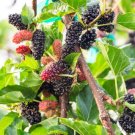 Big Long Mulberry Fruit Tree 50 PCS Seeds