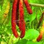 Big Long Mulberry Fruit Tree 50 PCS Seeds