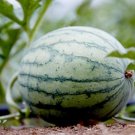 Big Long Red Sweet Seedless Watermelon Organic Heirloom 20 PCS Seeds