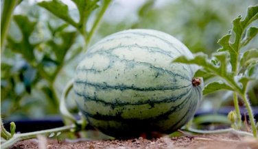 Big Long Red Sweet Seedless Watermelon Organic Heirloom 20 PCS Seeds