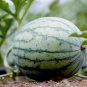 Big Long Red Sweet Seedless Watermelon Organic Heirloom 20 PCS Seeds