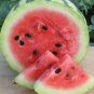 Big Long Red Sweet Seedless Watermelon Organic Heirloom 20 PCS Seeds