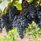 Big Miniature Grape Vine Seeds Purple Fruits 50 PCS Seeds Big Miniature Grape Vine Seeds Purple Fruits 50 PCS Seeds