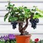 Big Miniature Grape Vine Seeds Purple Fruits 50 PCS Seeds