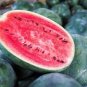 Big Pink Watermelon Improved 20 PCS Seeds