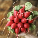 Big Red Radish Vegetable F1 500 PCS Seeds