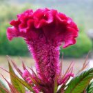 Big Red Beautiful Cockscomb Seeds balcony potted bonsai plant 40 PCS Seeds