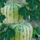 Big Red Sweet Square Watermelon Heirloom 50 PCS Seeds