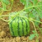 Big Red Sweet Square Watermelon Heirloom 50 PCS Seeds