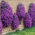 Big sale rare ROCK cress Seeds Climbing plant Creeping Thyme 205 PCS Seeds