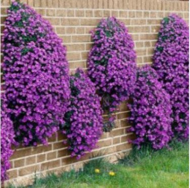 Big sale rare ROCK cress Seeds Climbing plant Creeping Thyme 205 PCS Seeds