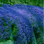 Big sale rare ROCK cress Seeds Climbing plant Creeping Thyme 205 PCS Seeds
