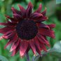 Big Sunflowers Flowers with Black Centre Ornamental Plant 40 PCS Seeds