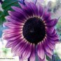 Big Sunflowers Flowers with Black Centre Ornamental Plant 40 PCS Seeds