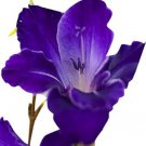 Big Violet Gladiolus Bonsai Garden Plants Potted Flowers Orchids Purple 100 PCS Seeds