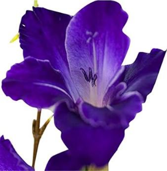 Big Violet Gladiolus Bonsai Garden Plants Potted Flowers Orchids Purple 100 PCS Seeds