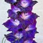 Big Violet Gladiolus Bonsai Garden Plants Potted Flowers Orchids Purple 100 PCS Seeds