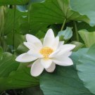 Big White Lotus Flower Nelumbo Pond Plants 1 PCS Seeds