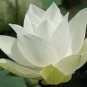 Big White Lotus Flower Nelumbo Pond Plants 1 PCS Seeds