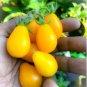 Big Yellow 'Pear' Tomato with Red End 150 PCS Seeds