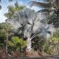 Bismarckia nobilis Silver palm 10 PCS seeds