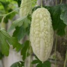 Bitter Melon Balsam Pear Fruit  6 PCS Seeds
