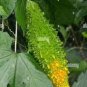 Bitter Melon Balsam Pear Fruit 6 PCS Seeds
