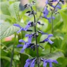 Black and Blue' Salvia guaranitica Sage Perennial  30 PCS Seeds