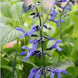 Black and Blue' Salvia guaranitica Sage Perennial  30 PCS Seeds