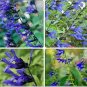 Black and Blue' Salvia guaranitica Sage Perennial  30 PCS Seeds