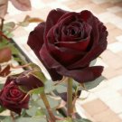 Black Baccara Hybrid Rose Shrub Flower 50 PCS Seeds