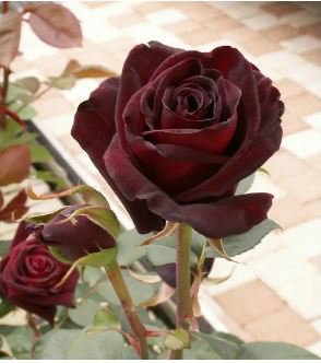 Black Baccara Hybrid Rose Shrub Flower 50 PCS Seeds