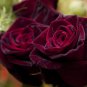 Black Baccara Hybrid Rose Shrub Flower 50 PCS Seeds