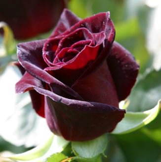 Black Baccara Rose 50 PCS Seeds