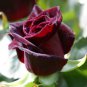 Black Baccara Rose 50 PCS Seeds