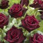 Black Baccara Rose 50 PCS Seeds